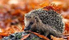 开心没有绝招的句子