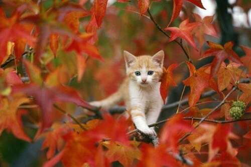 快乐无花招句子1