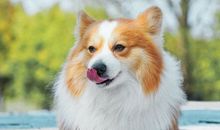 描写开心和伤心的句子