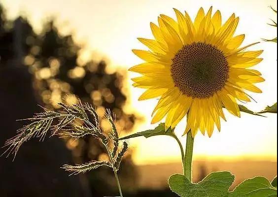 高情商的人说早安句子