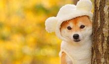 形容逗人开心的句子