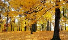 秋天的说说心情