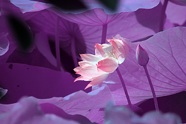 佛陀经典的爱情句子