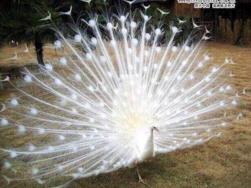 认识朋友很高兴