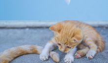 觉得自己开心的句子