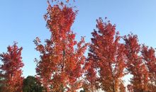 祝自己每天都开心的句子