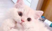 朋友圈晒猫搞笑句子