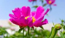 对妈妈说的话简短温馨