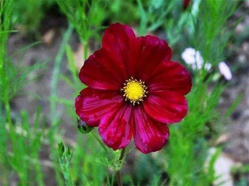 对母亲的简短而温暖的话2