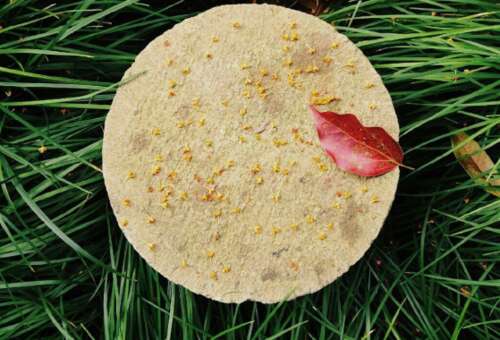 谈谈桂花的心情