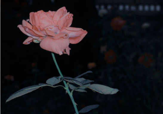 爱情句子，优美的简短句子，颤音，温柔而易爆的小甜美句子