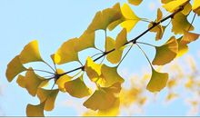 描写秋天银杏的唯美句子