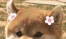 朋友圈必备笑到窒息的憨憨文案