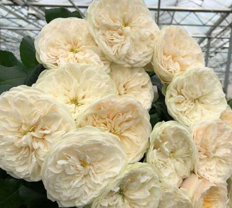 人们想快乐地生活句子2