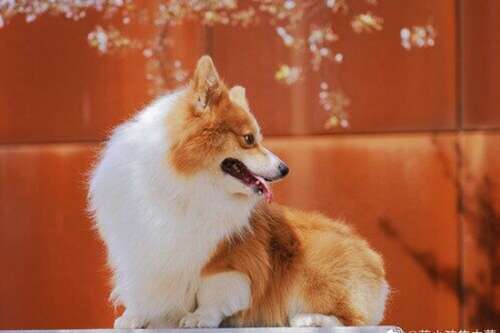 使老人敞开心heart的句子使丈夫微笑的句子