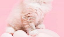 开心的说说句子大全 开心说说的句子