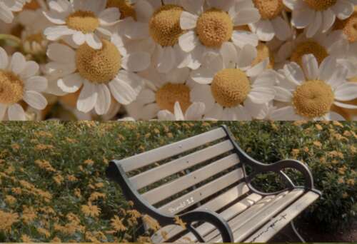 阳光明媚的句子早上好