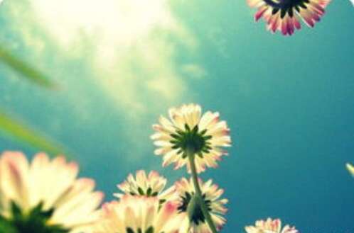 美丽的句子摘录励志