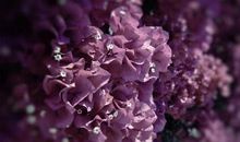 爱你永不后悔的句子