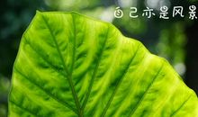 励志的简短句子