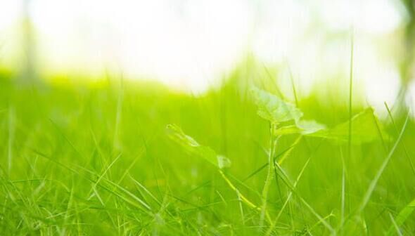 老人最后的遗憾句子1