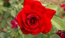 老人最后悔的句子