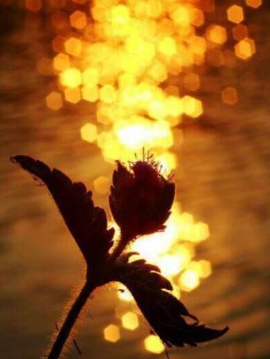 关于快乐成长的春季茶的句子