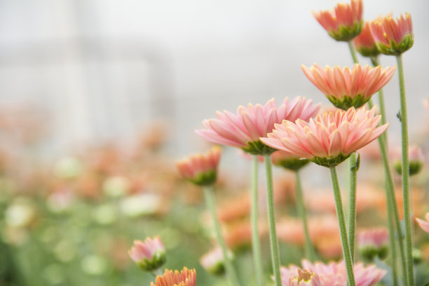 美丽人生感叹句