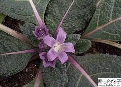 非常遗憾的爱情句子