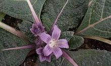 一句很后悔的爱情句子