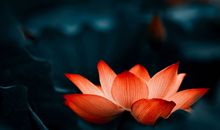 最美的佛语短句