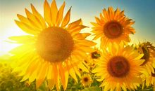 阳光正能量简单一句话