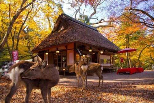 我希望我的朋友们开心