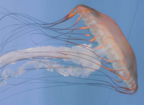 水母的美丽文案简短句子