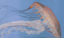 水母的唯美文案短句