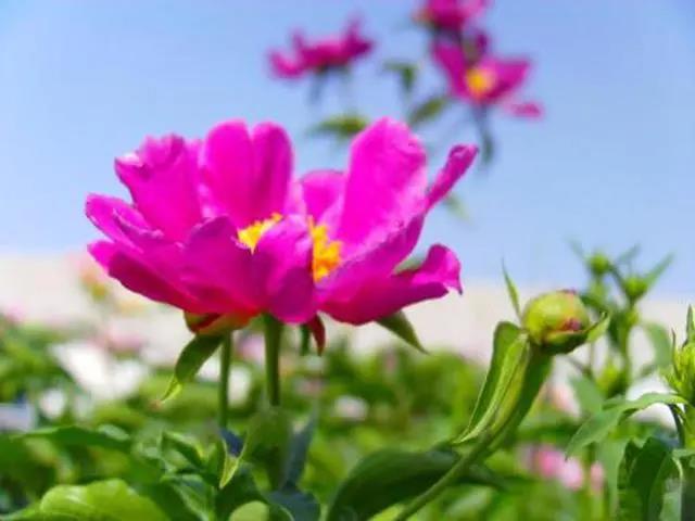 今生无悔进入中国的经典句子2