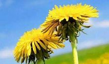 早安心灵鸡汤励志语录