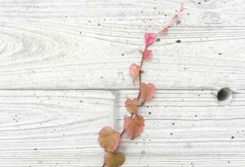 一生中最动人的爱情短句2