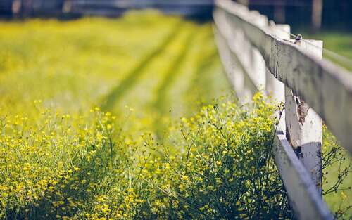 具有景观意境的审美句子
