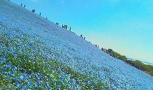 景物描写开心的句子