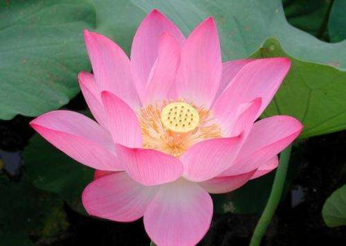 用来描述心情愉快的花朵的句子2