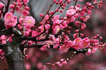 用来形容心情愉快的花朵的句子1