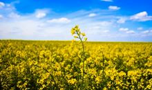 温暖人心的唯美句子大全