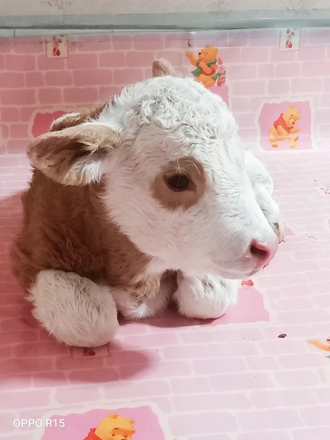 牛年的生日祝福