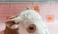 牛年生日祝福语