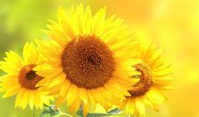 关于感恩相遇与祝福的哲理句子