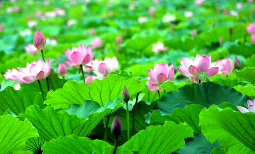 关于暑假的句子