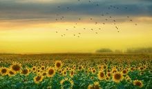 心情低落失望的句子