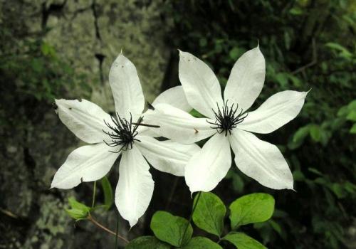 因失去您所爱而心痛