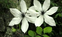 失去心爱的东西心痛的句子